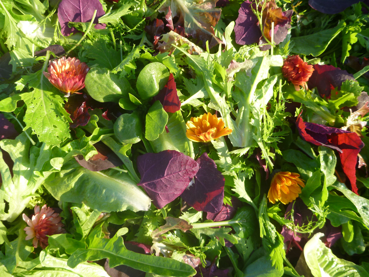 salad with orache scaled