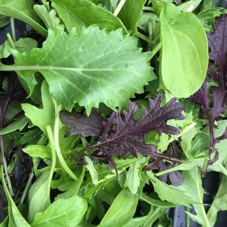 salad