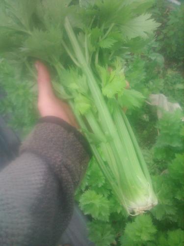 celery by dom