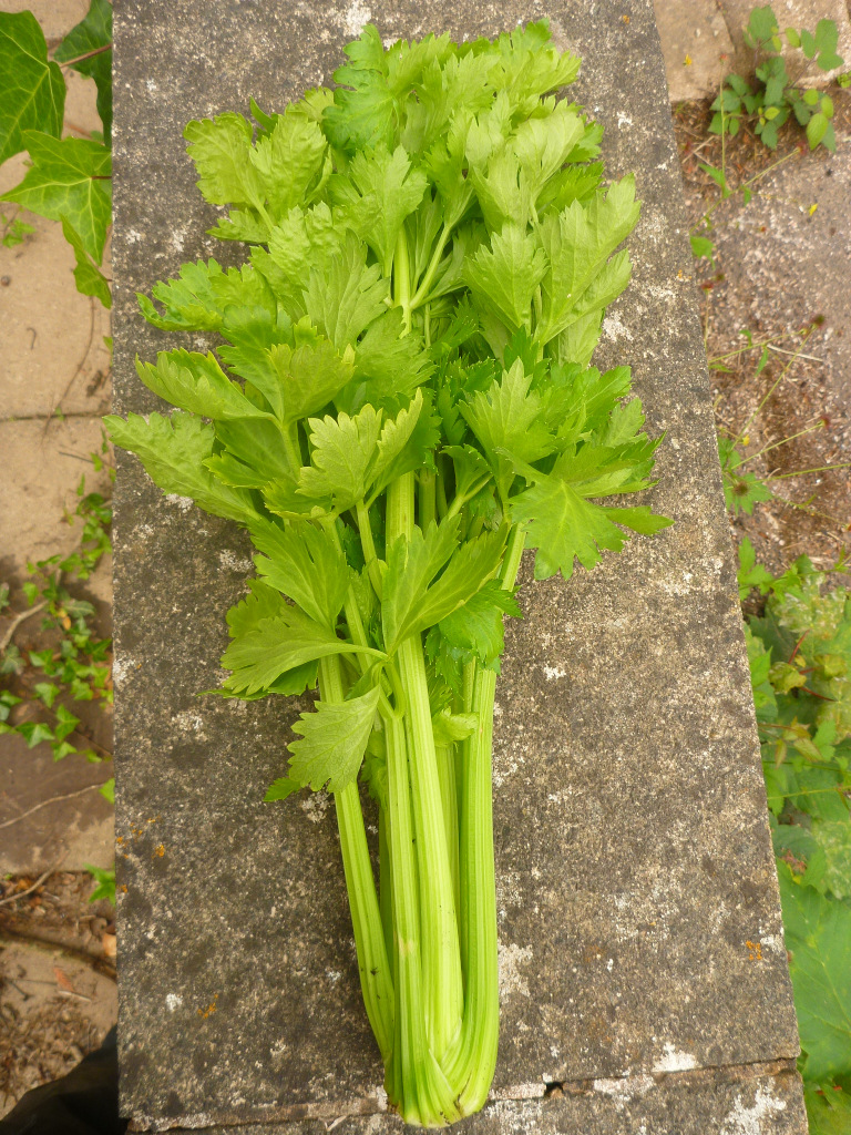celery1