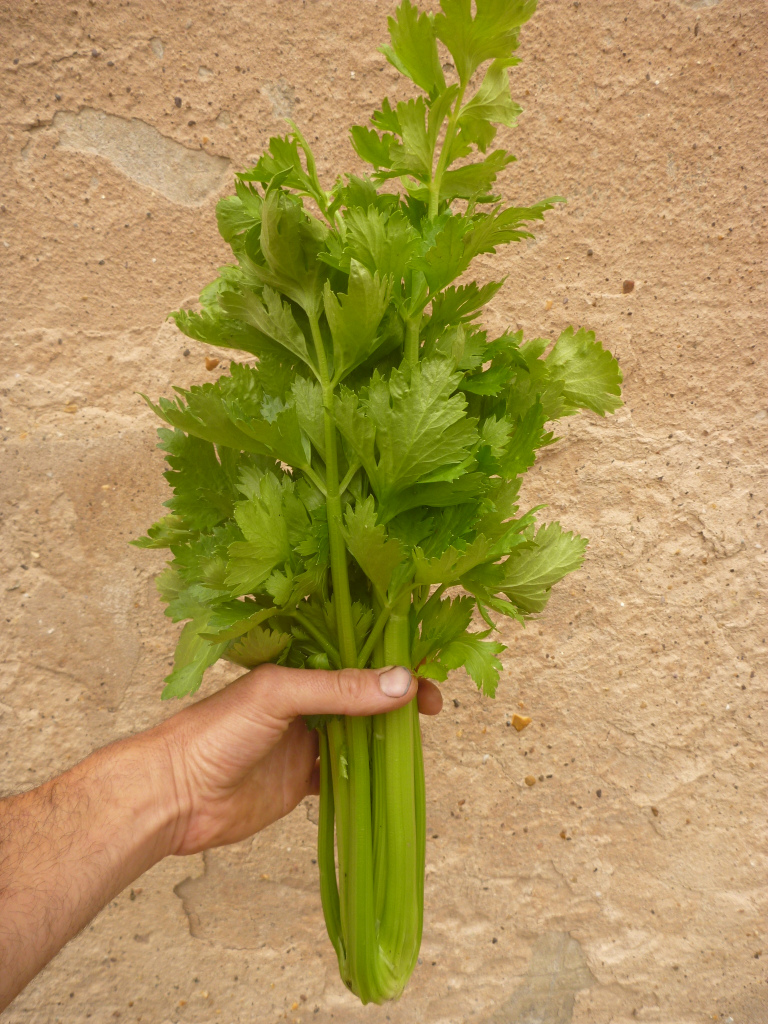 celery2