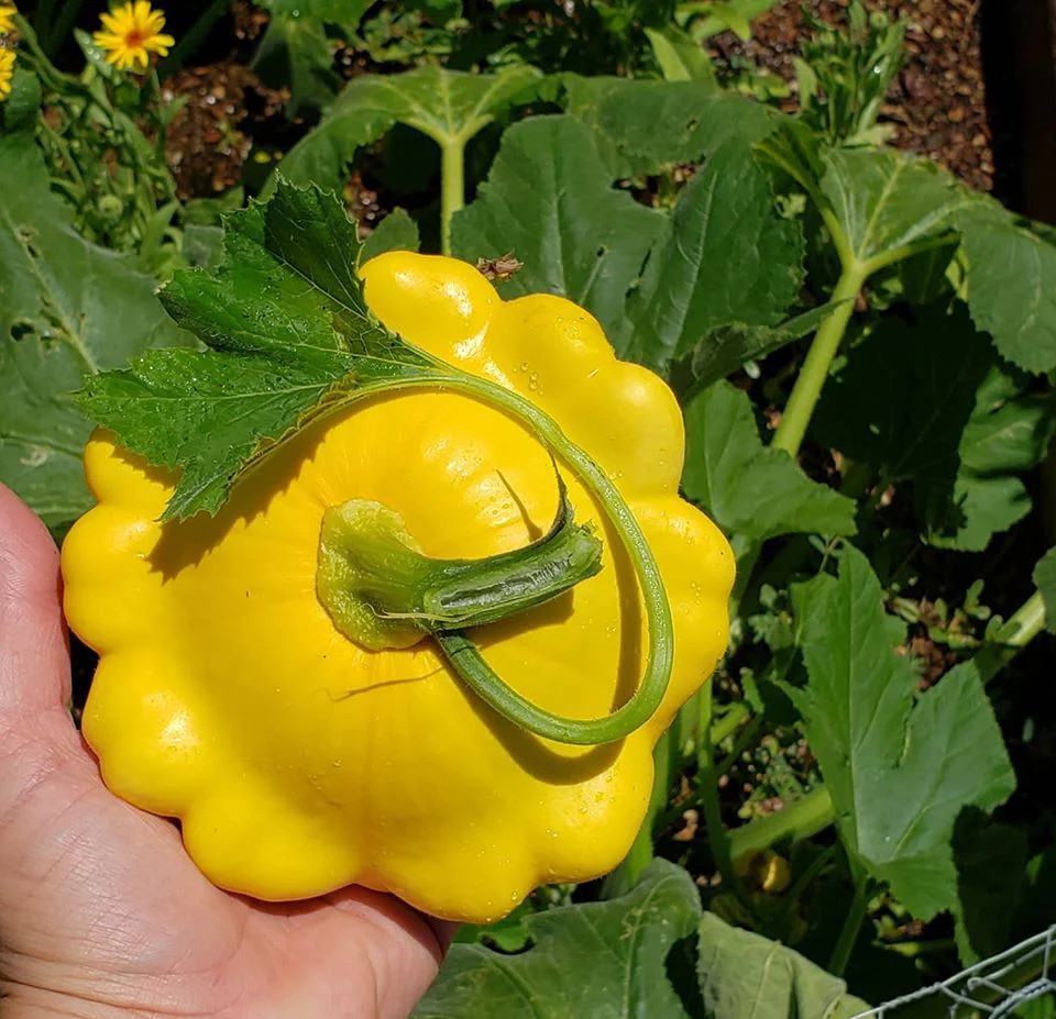 pattypan from web3