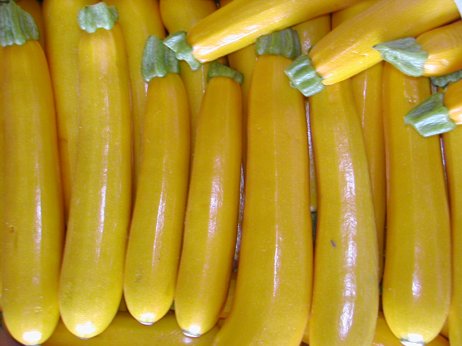courgette golden yellow